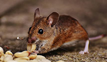 24 Hour & Emergency Exterminators in Monmouth Junction, NJ